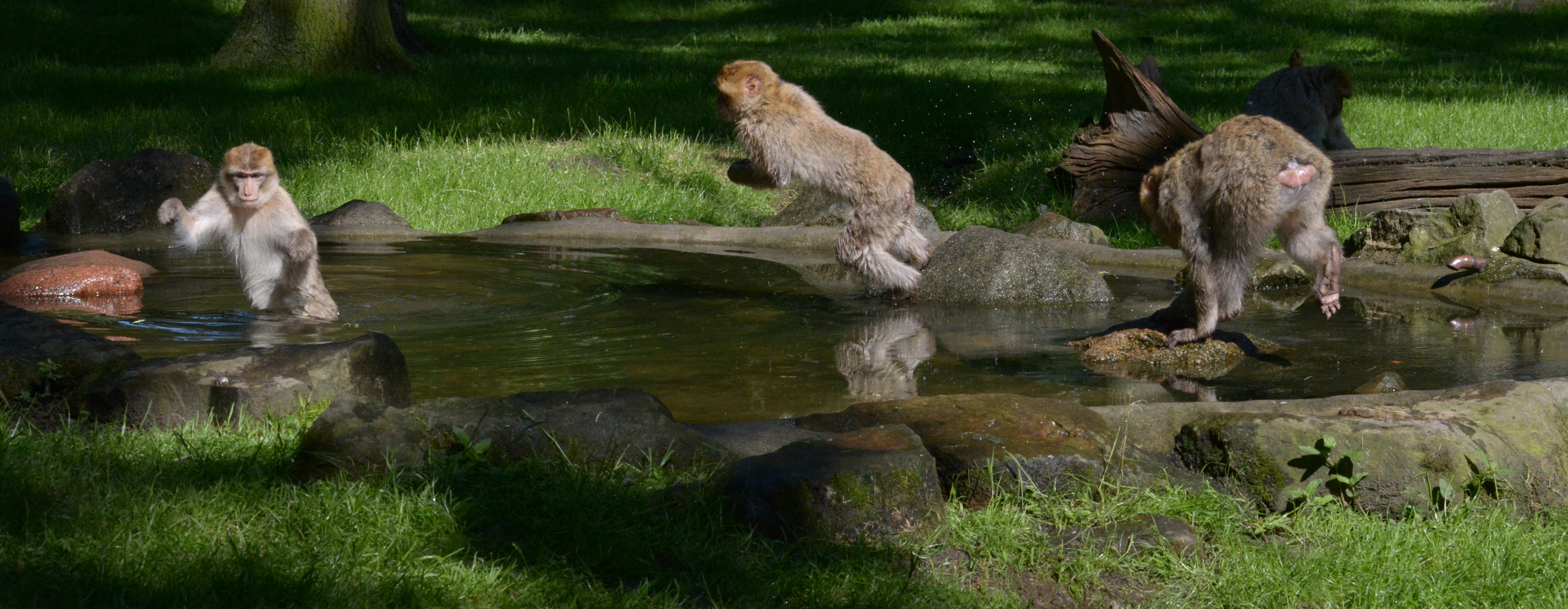 Poolparty der Berberaffenkinder Jagd im Pool Teil1