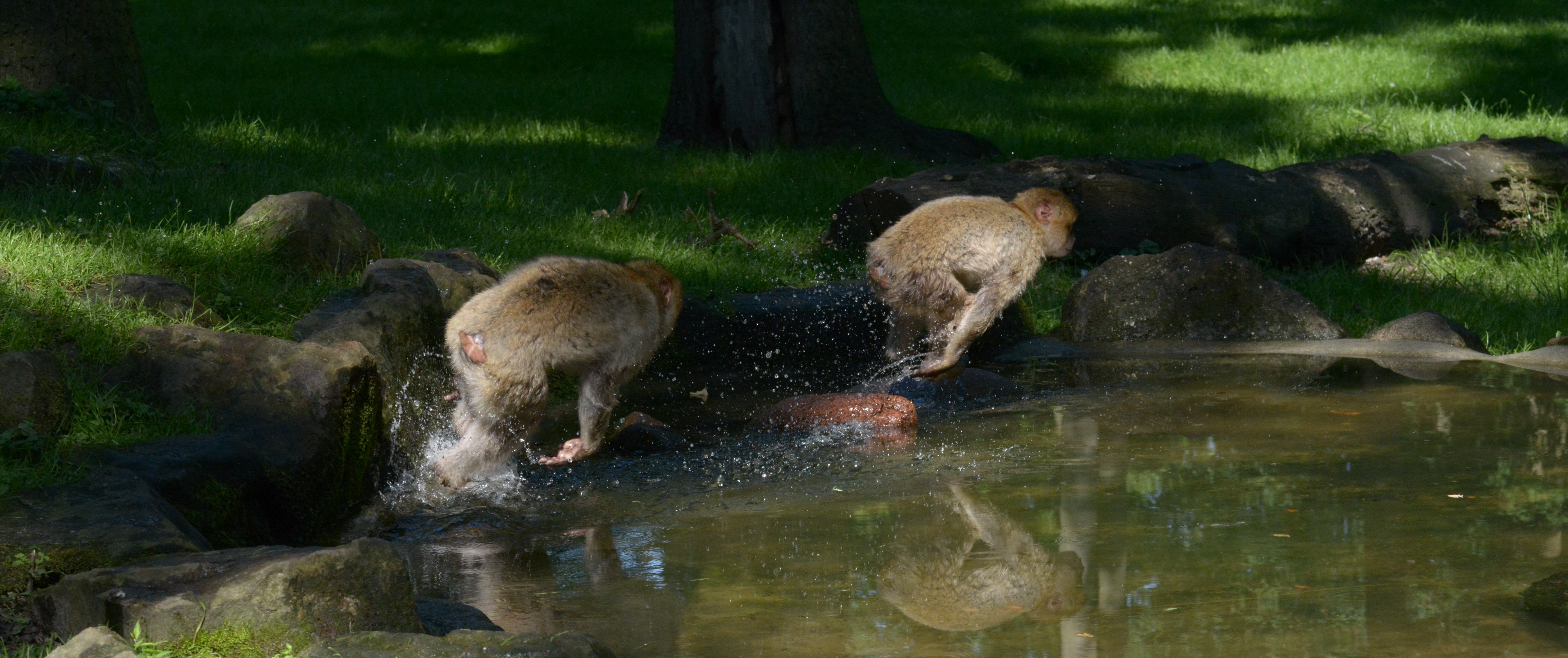 Poolparty der Berberaffenkinder Jagd im Pool Teil 2