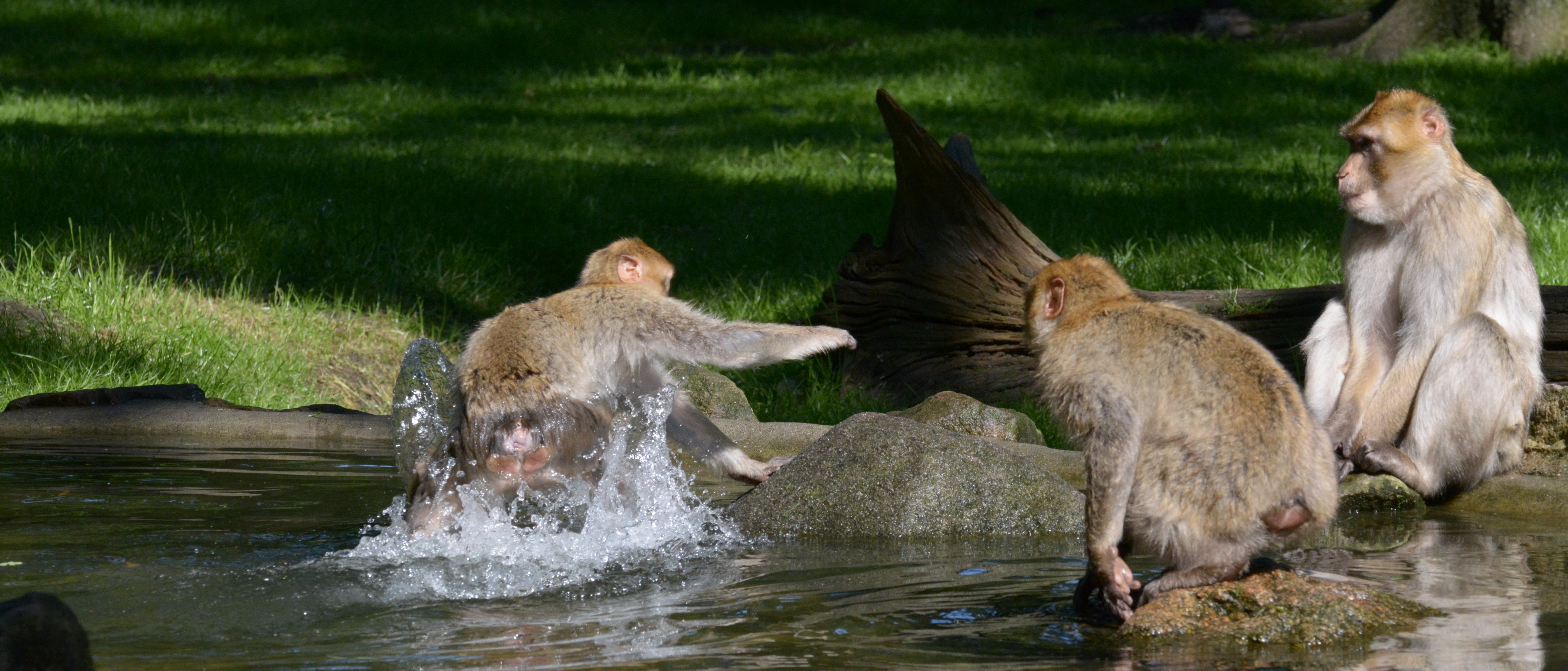Poolparty der Berberaffenkinder Jagd im Pool Teil4